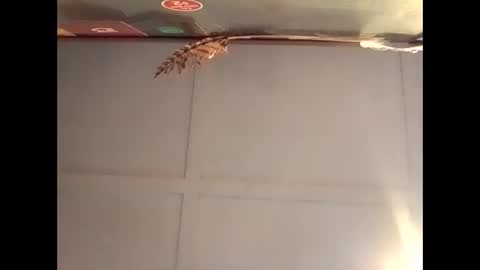 Warwick online show from 10-30-25, 07:10