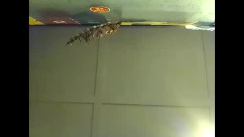 Warwick online show from 11-01-25, 08:27