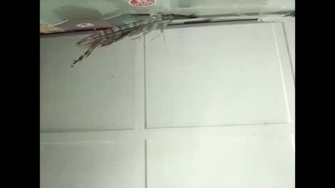 Warwick online show from 11-12-25, 02:34