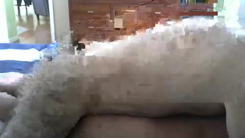 Snapshot of grsmnky65 chatting on 12-14-25, 05:29 grsmnky65 online show from 12-14-25, 05:29