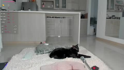Snapshot of halliee chatting on 12-12-24, 10:52 insta Laupalacio777Next stream 01th December online show from 12-12-24, 10:52