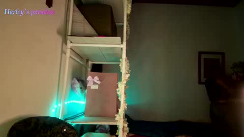 Snapshot of harleyparadise chatting on 11-28-25, 06:16 900 am to 300 pm - GTM 5 Weekdays online show from 11-28-25, 06:16