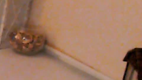 Heaven girl online show from 02-04-25, 05:23