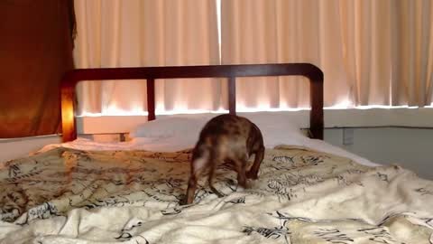 Gregblonde  Alextattoo online show from 02-01-25, 01:02