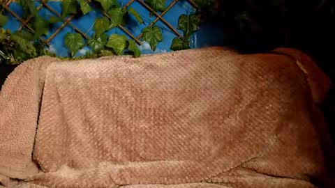 Kayla online show from 12-14-24, 04:45