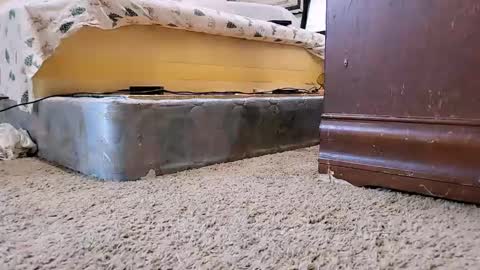 Bootyshows online show from 09-09-25, 12:26