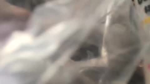 jojobrauer online show from 10-31-25, 05:03