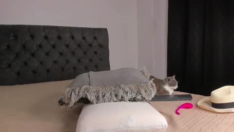 Will online show from 12-01-24, 09:26