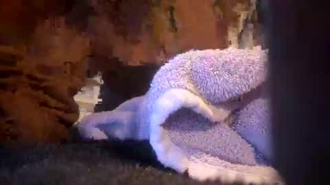 Snapshot of juish5521 chatting on 03-06-25, 10:09 Juish5521 online show from 03-06-25, 10:09