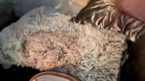 Kissah Kreampuff online show from 12-29-24, 08:11