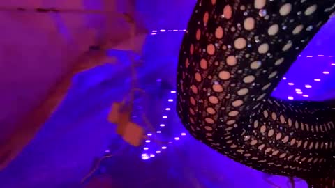 Kissah Kreampuff online show from 01-17-25, 08:34