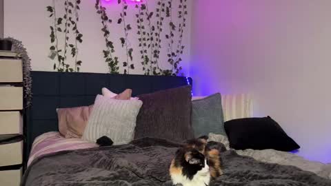 Snapshot of kisskatie chatting on 12-16-24, 11:12 Kaitie online show from 12-16-24, 11:12