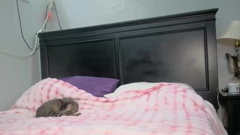 kittykat 1999 online show from 02-26-26, 05:06