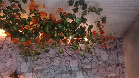 Snapshot of lancelot_benwick chatting on 01-07-25, 01:38 Lancelot Benwick online show from 01-07-25, 01:38