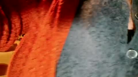 laureanne online show from 12-13-24, 08:26