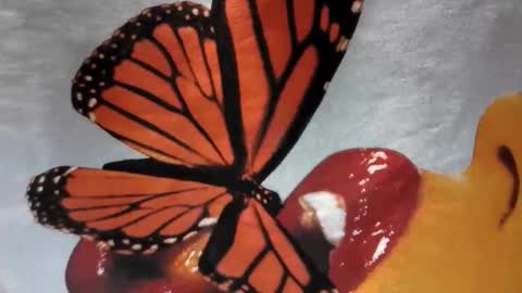 Little Violet online show from 11-29-25, 04:15