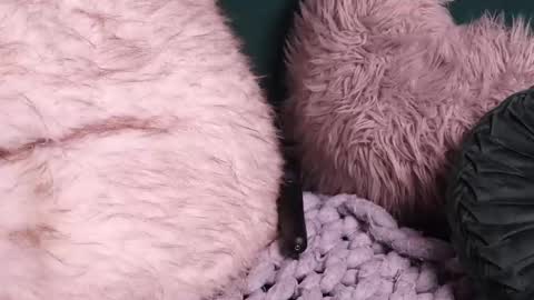 Snapshot of lireesa chatting on 10-02-25, 04:52 Lire online show from 10-02-25, 04:52