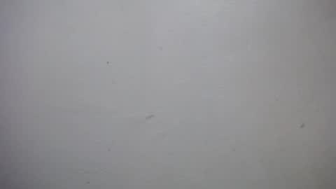 lisa_branch online show from 01-07-26, 07:05