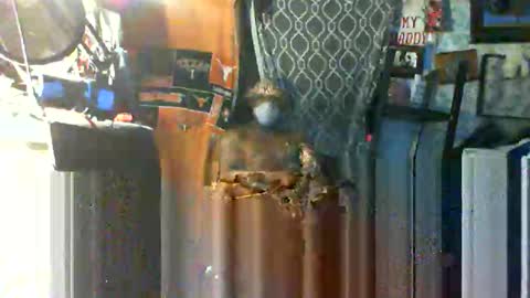 Snapshot of longloadedtx chatting on 10-22-25, 09:42 Mr. FogoDeChao online show from 10-22-25, 09:42