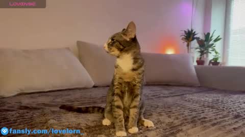 Snapshot of lovelorn_ chatting on 10-22-25, 11:54 Elsa online show from 10-22-25, 11:54