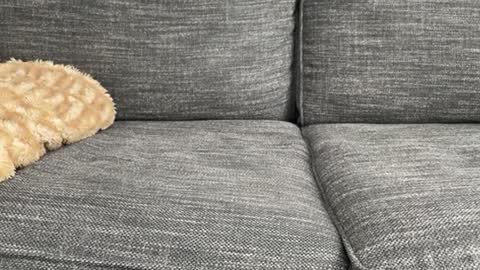 Snapshot of majortazer chatting on 02-17-25, 10:58 majortazer online show from 02-17-25, 10:58