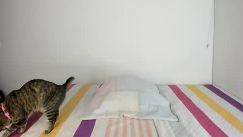 instagram  nueela   online show from 11-13-25, 11:14