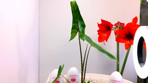 Snapshot of manup1977 chatting on 12-15-25, 12:04 manup1977 online show from 12-15-25, 12:04