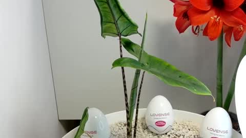 Snapshot of manup1977 chatting on 12-17-25, 03:01 manup1977 online show from 12-17-25, 03:01