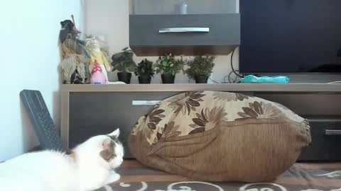 Snapshot of mellbell_ chatting on 02-18-25, 02:16 MellyMell  online show from 02-18-25, 02:16