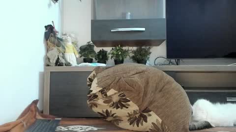 Snapshot of mellbell_ chatting on 03-05-25, 11:05 MellyMell  online show from 03-05-25, 11:05