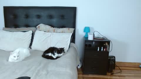 Snapshot of michael_0814 chatting on 12-14-25, 05:02 Michael Iris online show from 12-14-25, 05:02