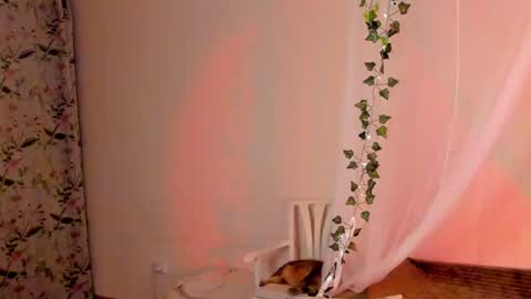 Misha online show from 12-26-24, 08:00