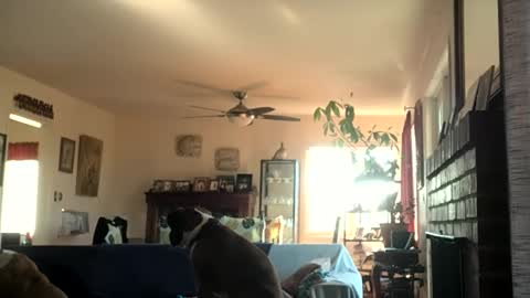 Snapshot of monkeedance chatting on 12-02-24, 06:54 Monkee Dance online show from 12-02-24, 06:54