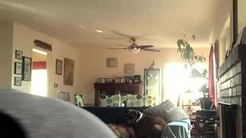 Snapshot of monkeedance chatting on 12-11-24, 08:07 Monkee Dance online show from 12-11-24, 08:07