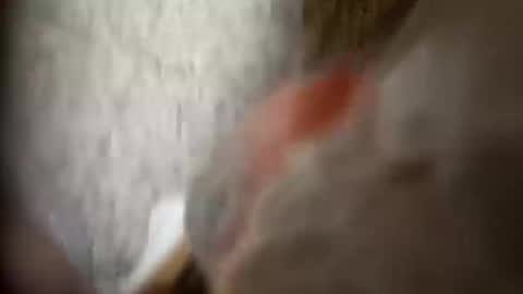 Snapshot of moos1 chatting on 09-25-25, 12:25 moos1 online show from 09-25-25, 12:25
