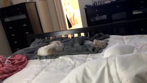 mrrogue online show from 12-24-24, 05:49