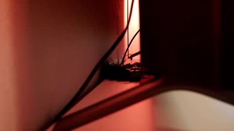 YOUR OWNER online show from 03-01-25, 06:11