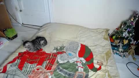 Snapshot of muse_online chatting on 12-30-24, 08:15 Muse Ali online show from 12-30-24, 08:15