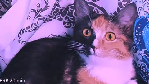 Snapshot of nanitamoore chatting on 01-23-25, 11:36 Monday-Friday 12-4 AM and 6-9 AM New York time online show from 01-23-25, 11:36