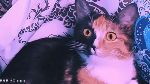 Snapshot of nanitamoore chatting on 02-02-25, 11:11 Monday-Friday 12-4 AM and 6-9 AM New York time online show from 02-02-25, 11:11