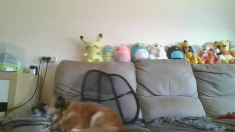 Snapshot of nikeair305 chatting on 01-18-26, 07:34 Brian and Logan Brogan online show from 01-18-26, 07:34