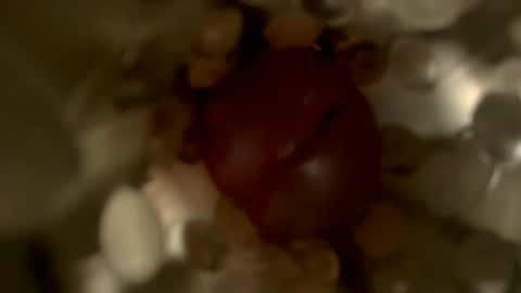 nocturnusfuz online show from 01-30-25, 02:47