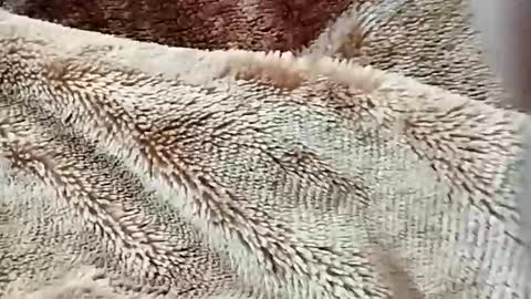 sim  nib online show from 02-02-26, 07:23