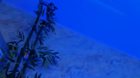 Snapshot of nyssawoodd chatting on 10-02-25, 02:46 nyssawoodd online show from 10-02-25, 02:46