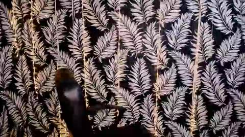 Kelly online show from 10-18-25, 11:33