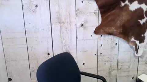 Snapshot of openmindedcowboy chatting on 02-24-25, 04:47 kinkynerd online show from 02-24-25, 04:47