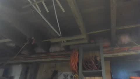 paulstetson online show from 12-26-24, 03:53