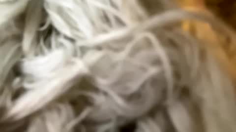 Snapshot of percocetpete45 chatting on 12-03-24, 07:44 Poonshiner online show from 12-03-24, 07:44