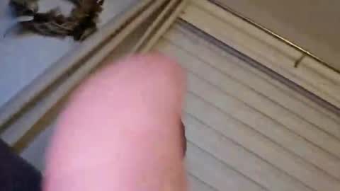 perfectdar online show from 02-09-25, 01:55