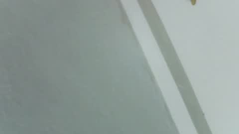 Rose online show from 11-14-25, 08:24